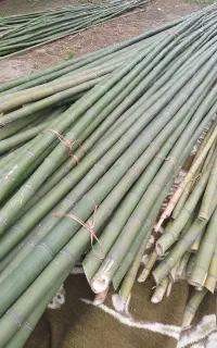 چوب بامبو پرچمی
