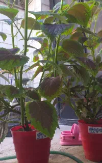 گل وگیاه زیباوطبیعی