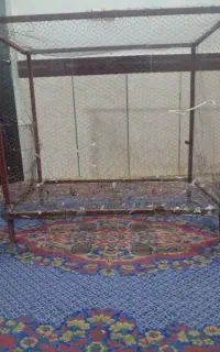 یک قفس جادار قیمت ۴میلیون