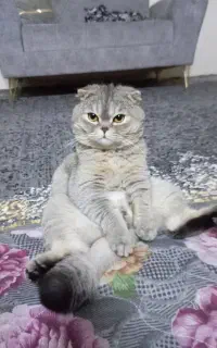 گربه