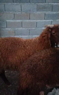 ۲ عددگوسفندنروماده