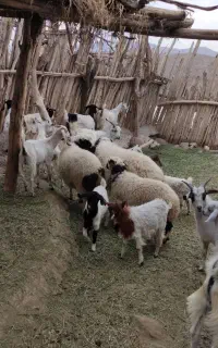 10 راس کهره