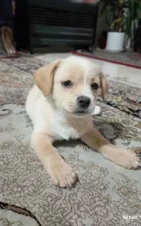 واگذاری سگ پاپی