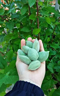 بادامی پربار و خوشه ای اصلاح شده