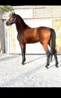 اسب نریان