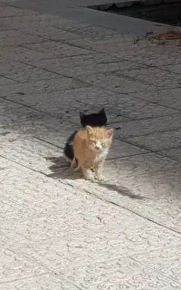 واگذاری رایگان گربه نارنجی