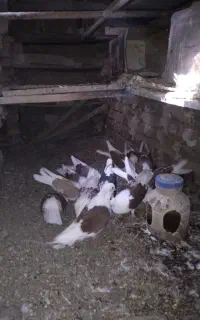 کبوتر پشدار قرمز