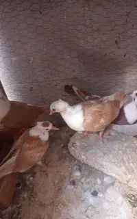 کفتر نر و ماده کلاغ کربلایی کله سفید