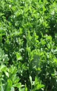 یونجه فروشی