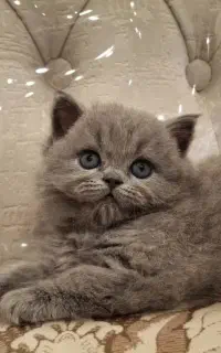 بریتیش بلو اصیل شورت هیر