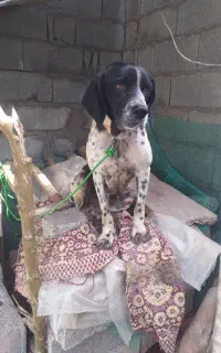 فروش سه توله سگ شکاری یکی نر و دوتا ماده