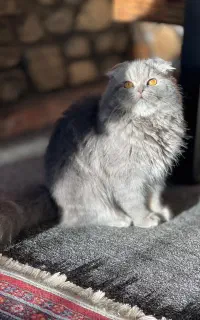 گربه اسکاتیش