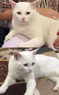 گربه
