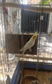 یک جفت عروس هلندی با یک جوجه یک ماهه