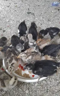 جوجه محلی وکله خروس