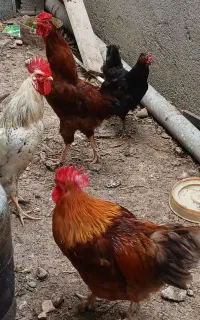 خروس محلی بالغ