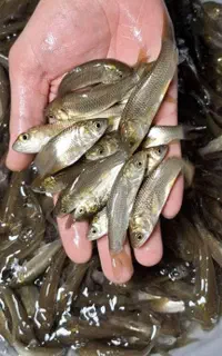 مرکز پخش بچه ماهی ساوه saveh