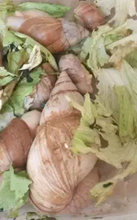 حلزون