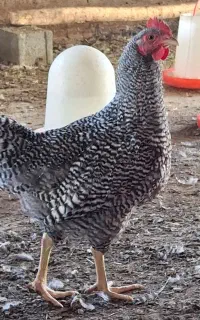 خروس امروک