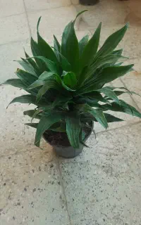 گیاه طبیعی