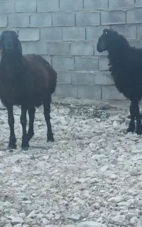 بره نر مشکی چینی