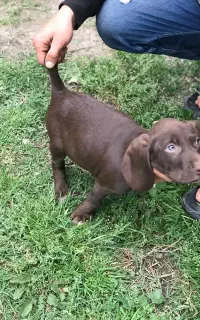 سگ شکاری پوینتر اصل نر