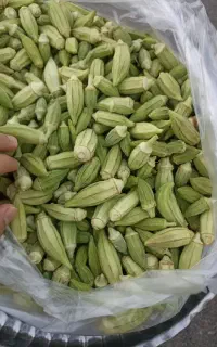 بامیه خورشتی کردستان