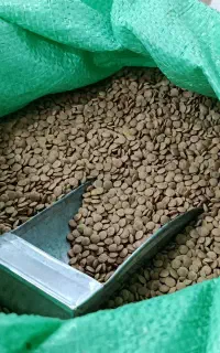 عدس روس تازه سبز