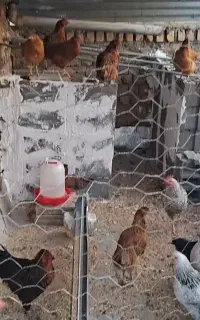 مرغ آماده تخم