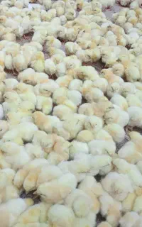 جوجه گوشتی