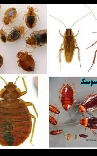 سمپاشی ساس سوسک موش کنه ضدعفونی با مجوزبهداشت