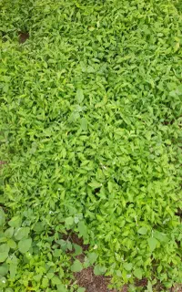 فروش نشاء گوجه، فلفل وبادمجان