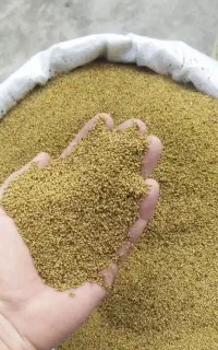 بذر یونجه رنجر اصل