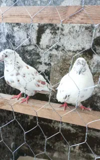 کبوتر فروشی