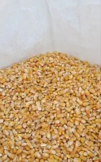 ذرت درجه یک برزیلی