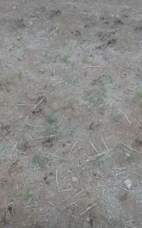 خرگوش سرحال6عدد