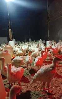 جوجه بوقلمون بیوتی۶