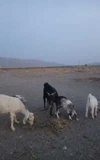 دوعدد بز کهره دار فروشی