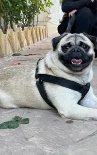 سگ پاگ نر