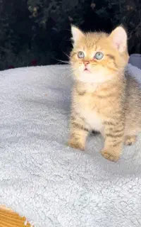 بچه گربه