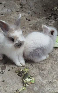 خرگوش لپی