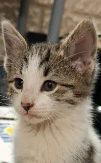 واگذاری رایگان بچه گربه