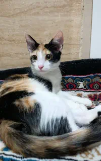 گربه واگذاری رایگان