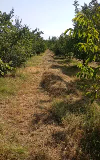 یونجه