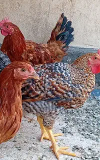 دو عدد خروس ۶ ماهه گلپایگانی