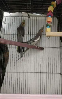 عروس هلندی سرحال سالم