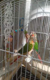 جوجه گیرینچیک