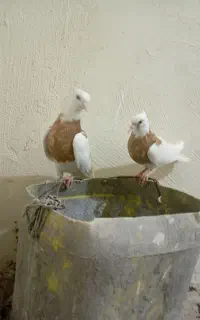 طوقی جوجه تازه دوم خور زرد پشت زرد خالسیاه
