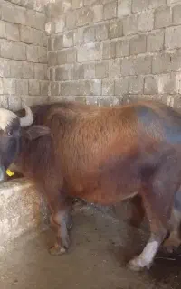 گاومیش‌گوشتی