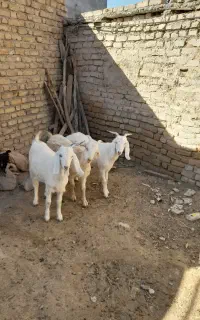 سانن بز
